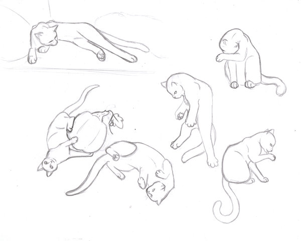 cat drawing poses