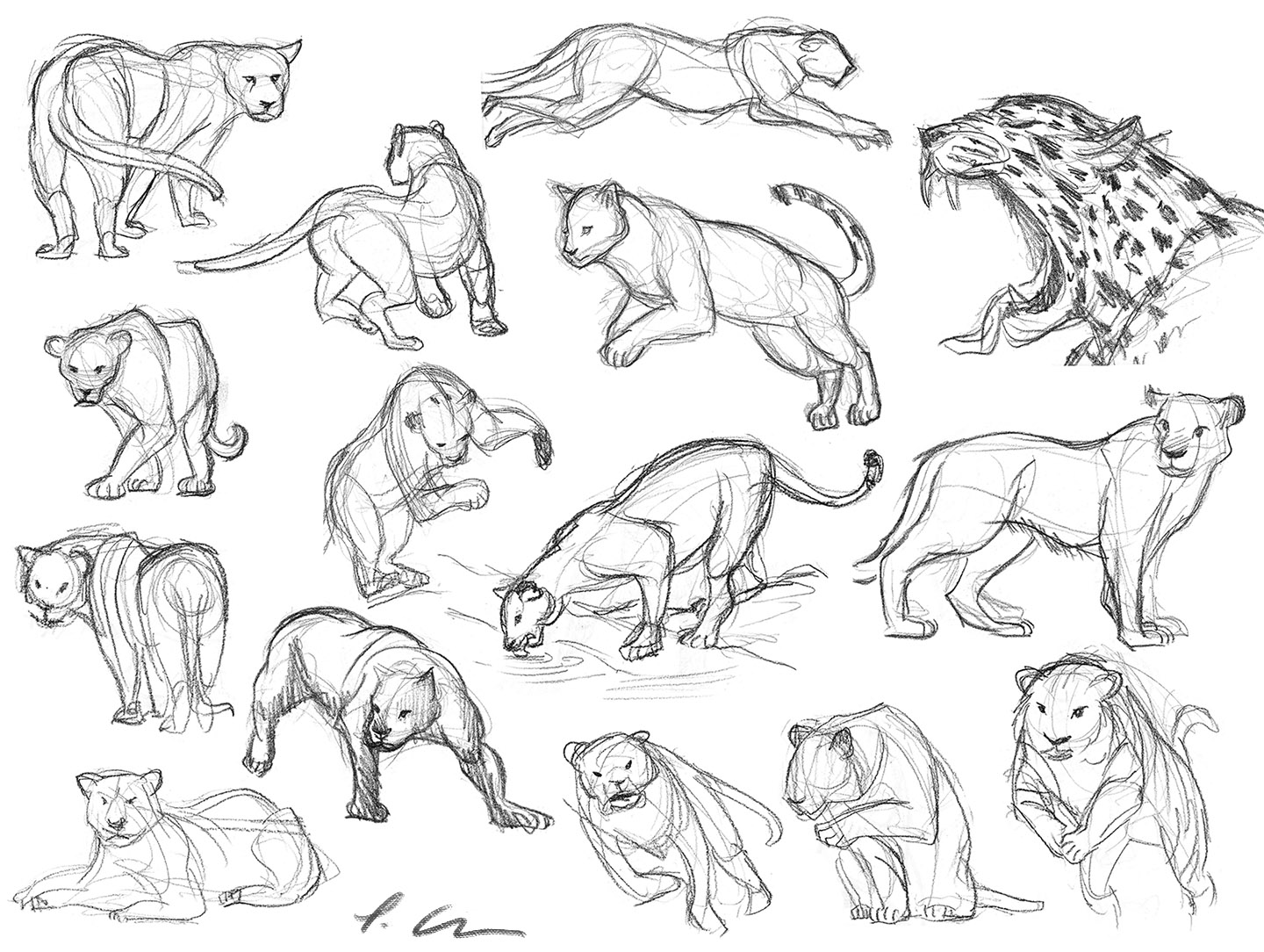 Cat Drawing Poses at GetDrawings | Free download