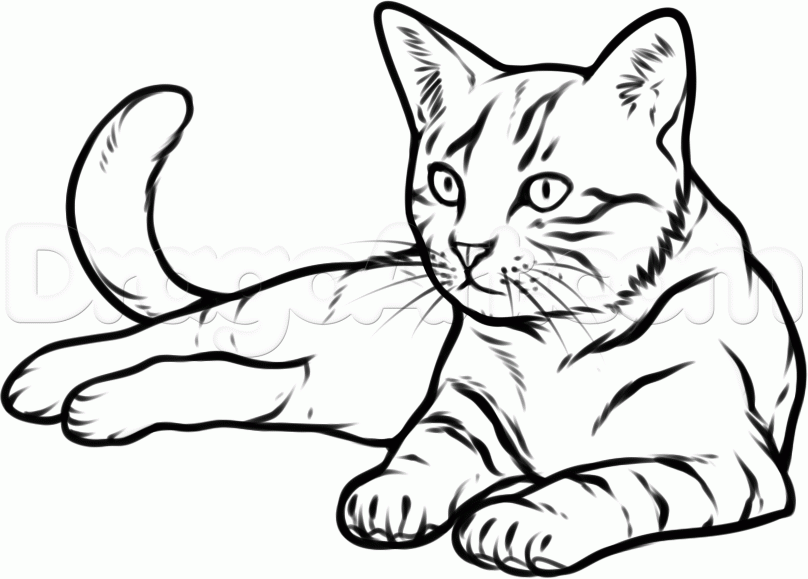 download cat drawing
