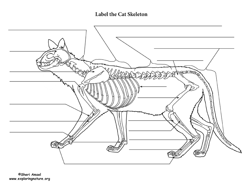 Скелет кошки нарисовать