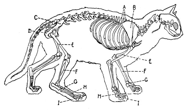 Cat Skeleton Drawing at GetDrawings | Free download