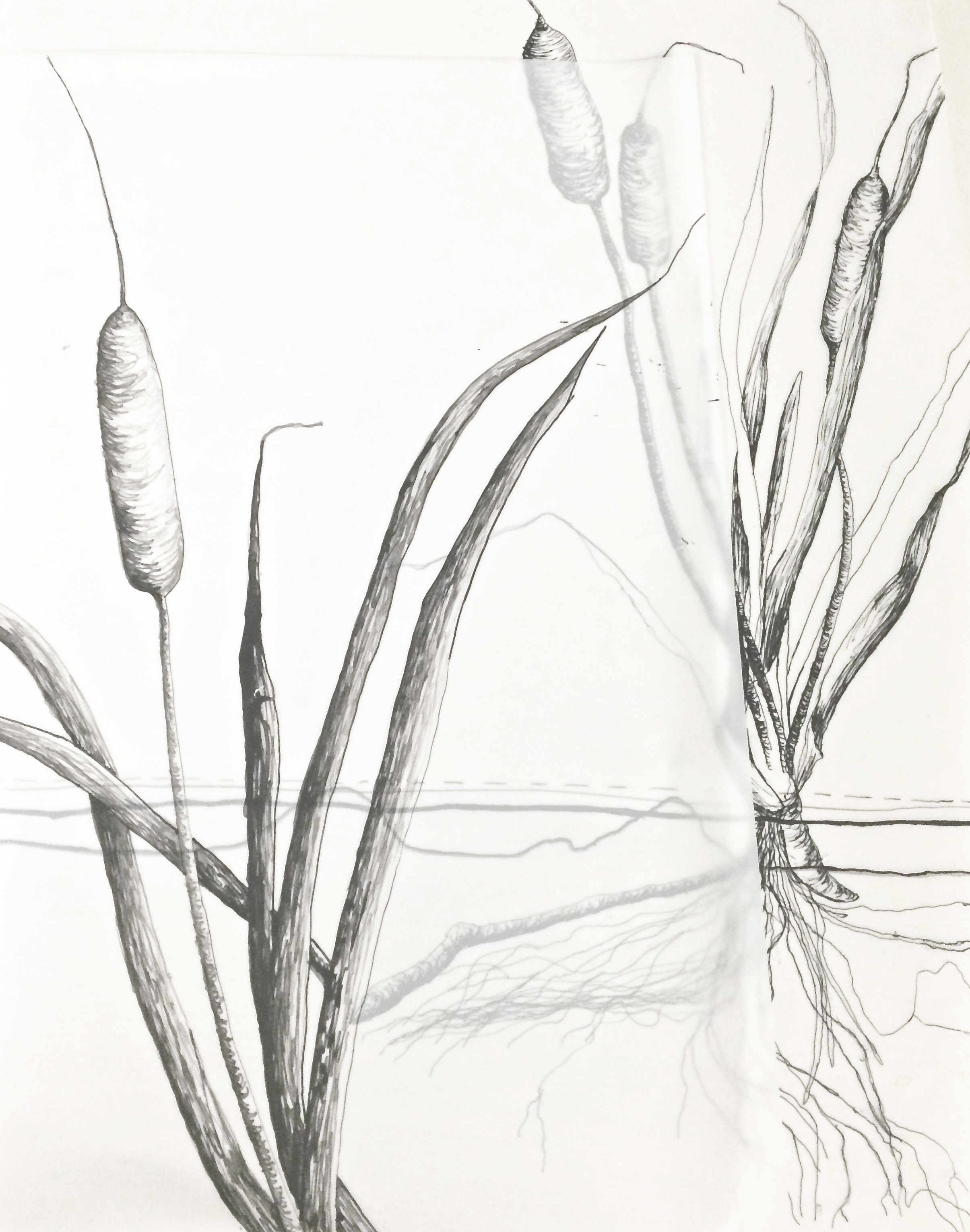 Cattail Drawing at GetDrawings | Free download