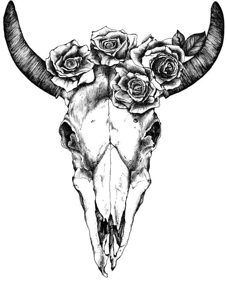 Cattle Skull Drawing at GetDrawings Free download