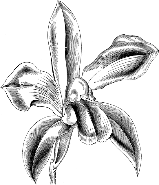 549x640 Flower Of Cattleya Bicolor Clipart Etc.