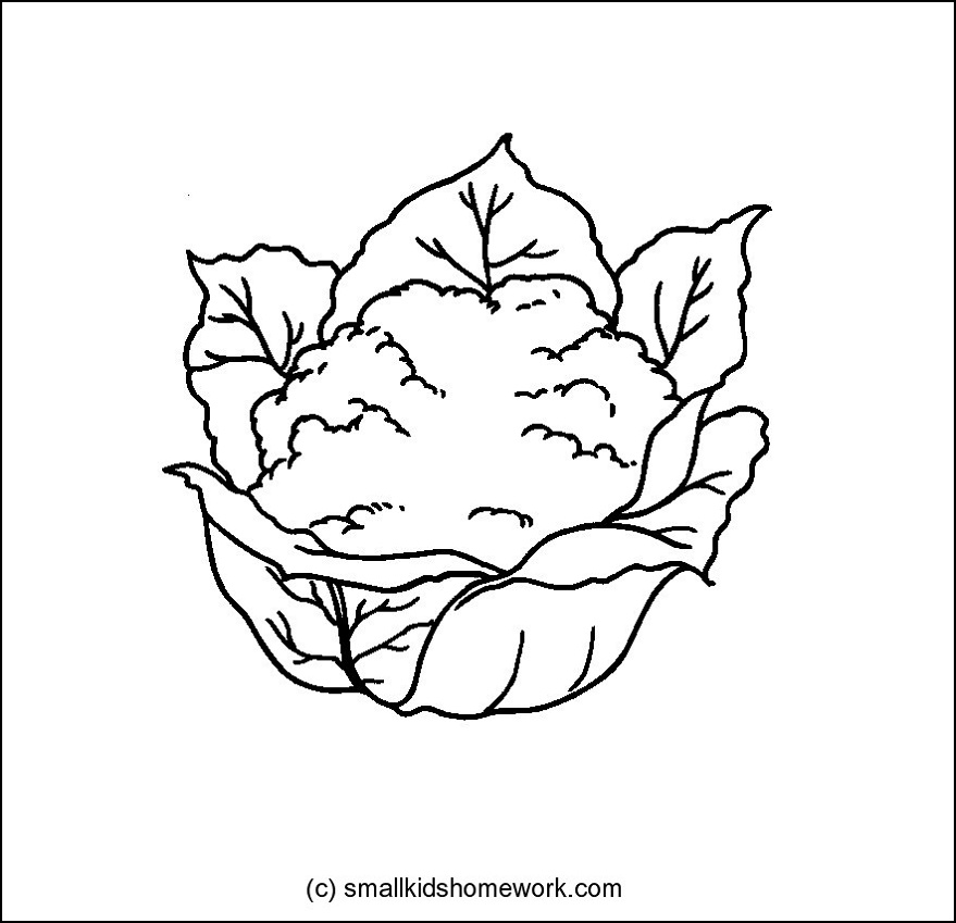 Cauliflower Drawing at GetDrawings | Free download