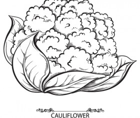 Cauliflower Drawing at GetDrawings | Free download
