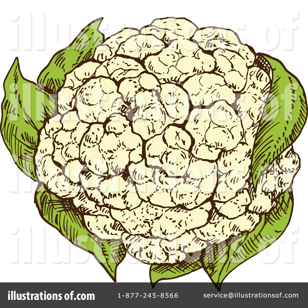 Cauliflower Drawing at GetDrawings Free download