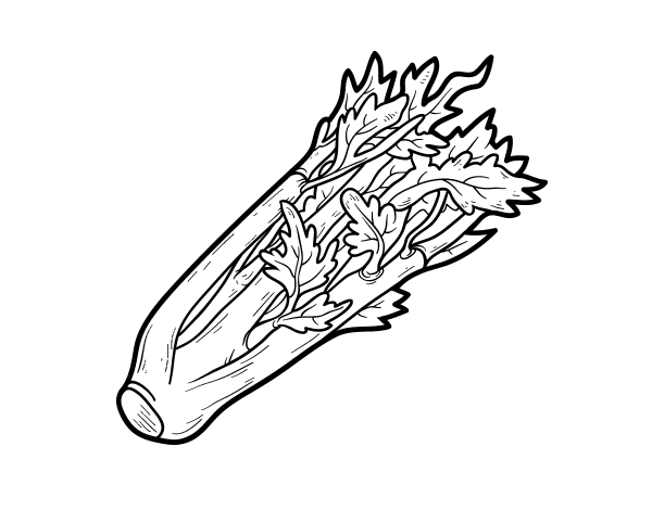 Celery Drawing at GetDrawings | Free download