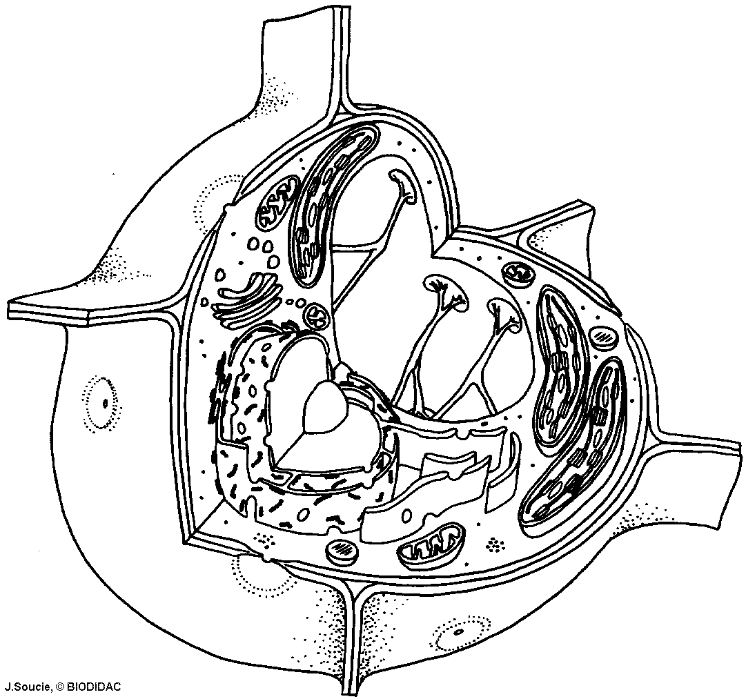 Cell Drawing At GetDrawings Free Download