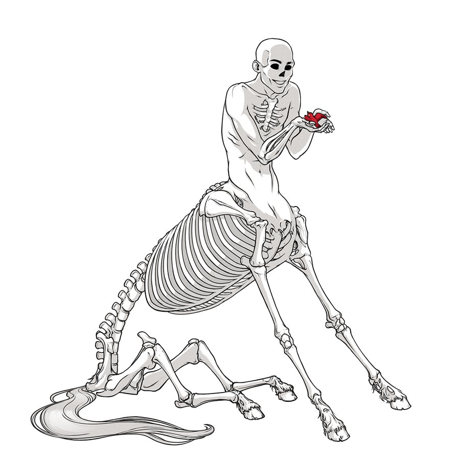 Скелет Санс анатомия