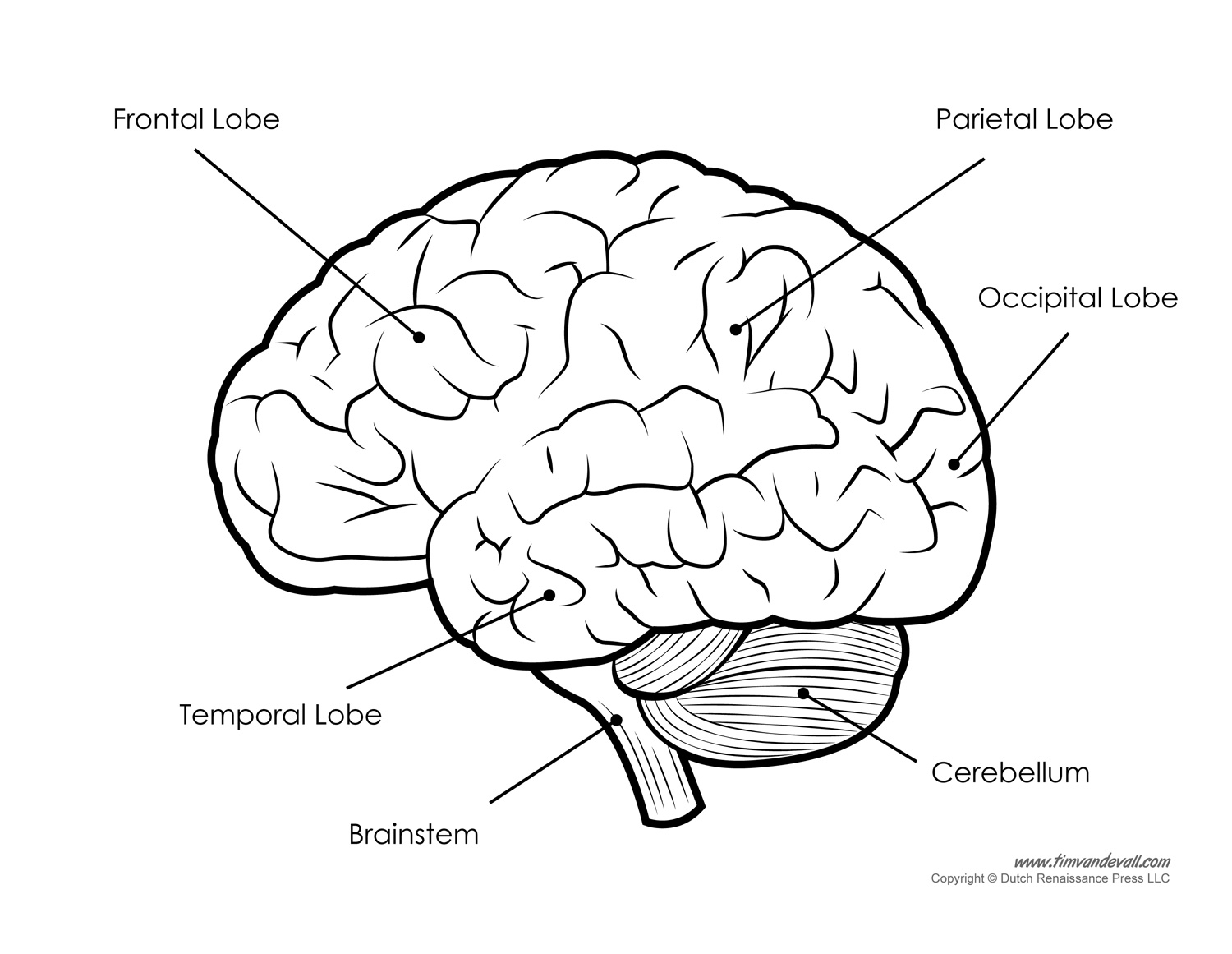 central-nervous-system-drawing-at-getdrawings-free-download