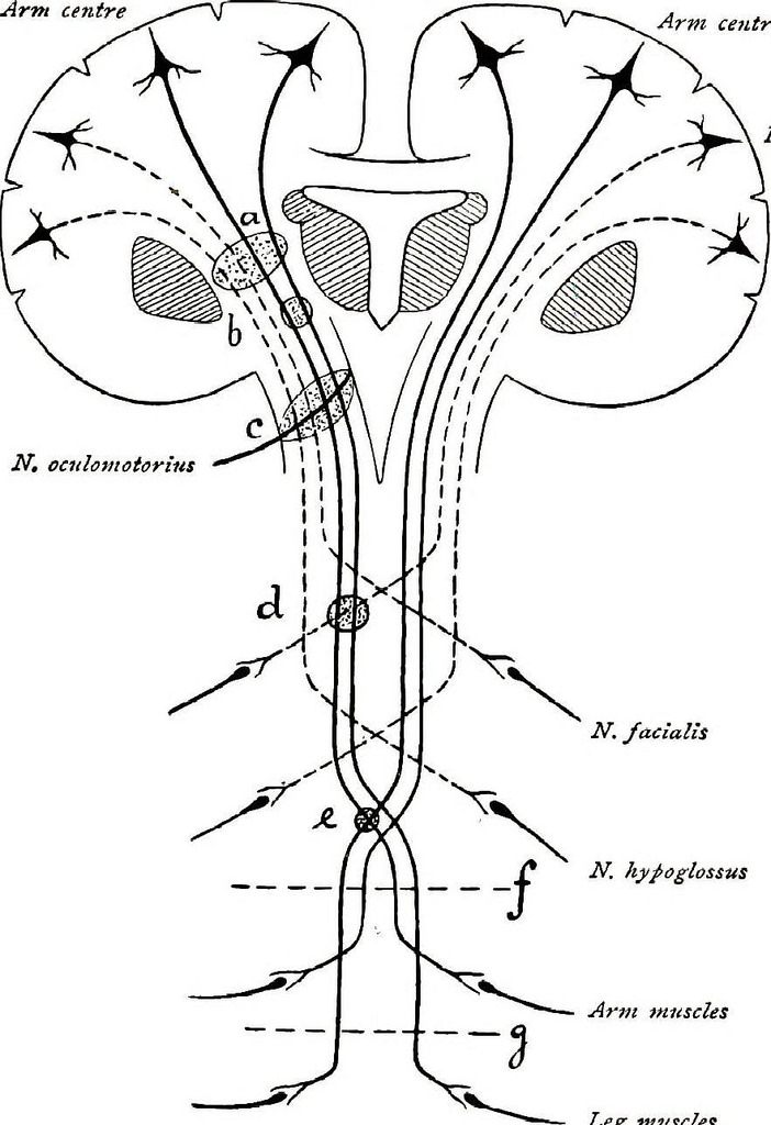 Central Nervous System Diagram Drawing / Learn how to draw central