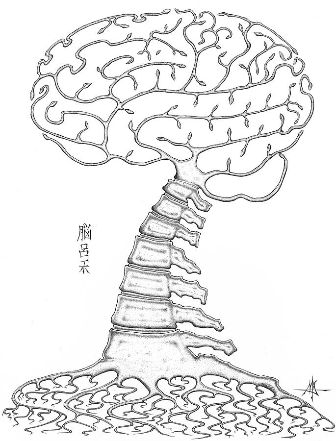 Central Nervous System Drawing at GetDrawings | Free download