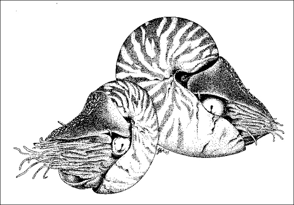 Chambered Nautilus Drawing at GetDrawings | Free download