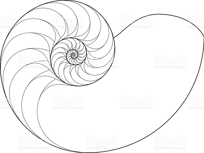 Chambered Nautilus Drawing at GetDrawings | Free download