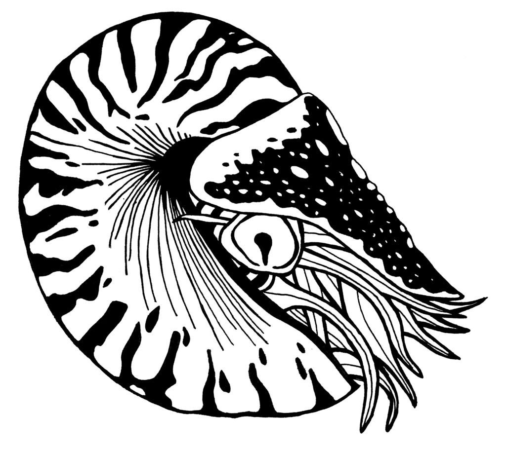 The best free Nautilus drawing images. Download from 153 free drawings