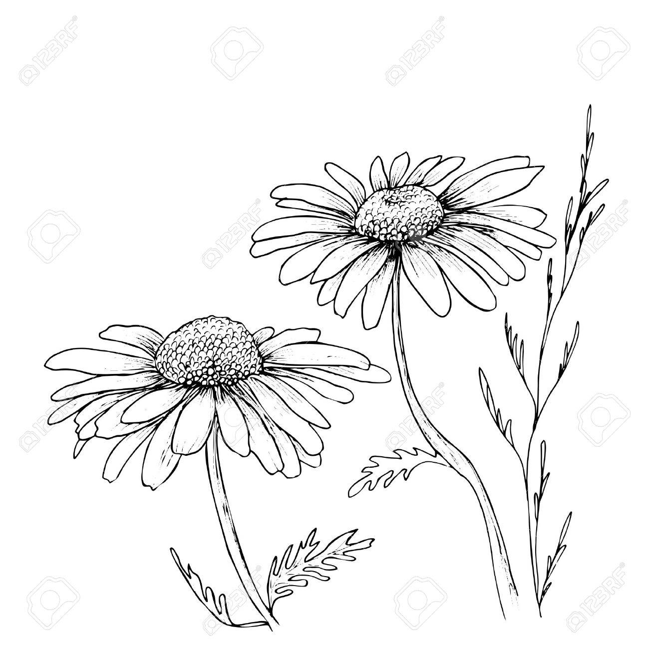 Chamomile Drawing at GetDrawings Free download