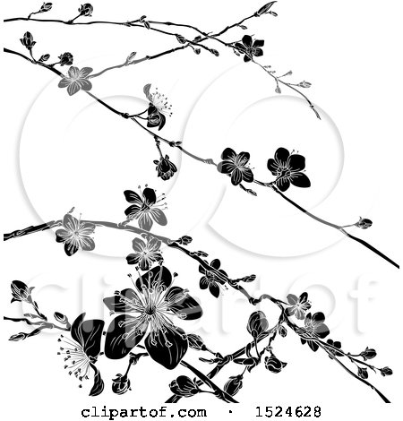 Cherry Blossom Branch Drawing at GetDrawings | Free download