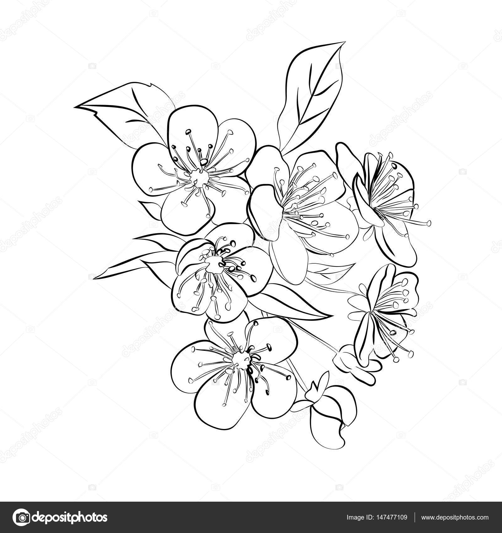 Cherry Blossom Branch Drawing at GetDrawings | Free download