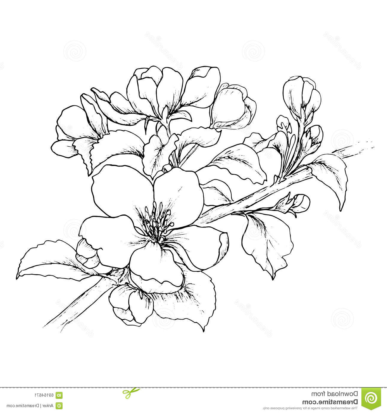 Cherry Blossom Flower Drawing at GetDrawings | Free download