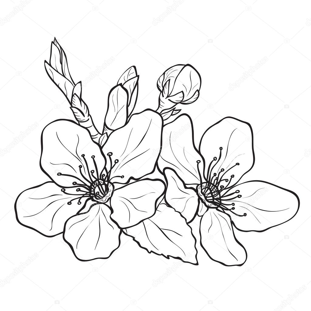 Cherry Blossom Tree Pencil Drawing at GetDrawings | Free download