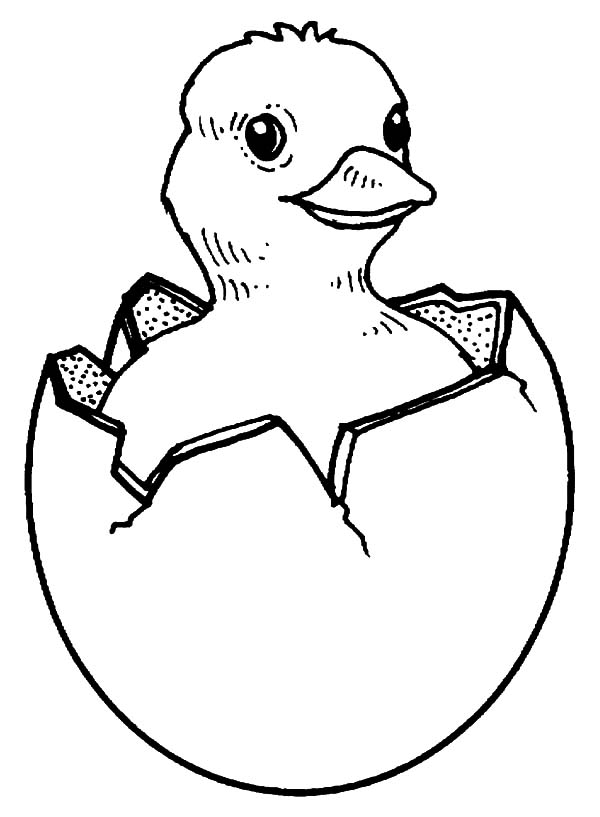 Chick Drawing at GetDrawings | Free download