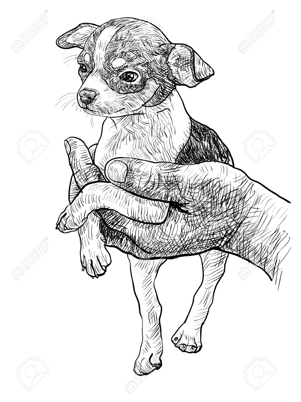 Chihuahua Dog Drawing at GetDrawings | Free download