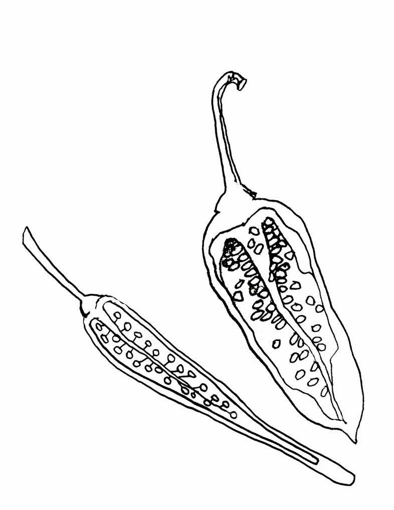 Chili Pepper Drawing at GetDrawings | Free download