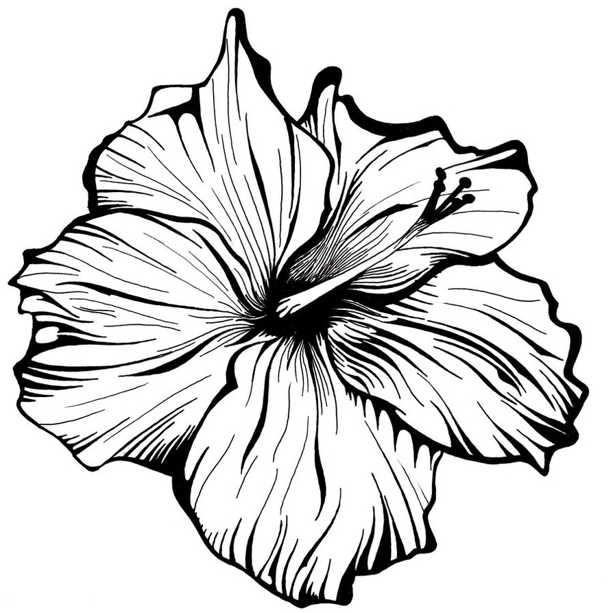 Chinese Flower Drawing at GetDrawings | Free download