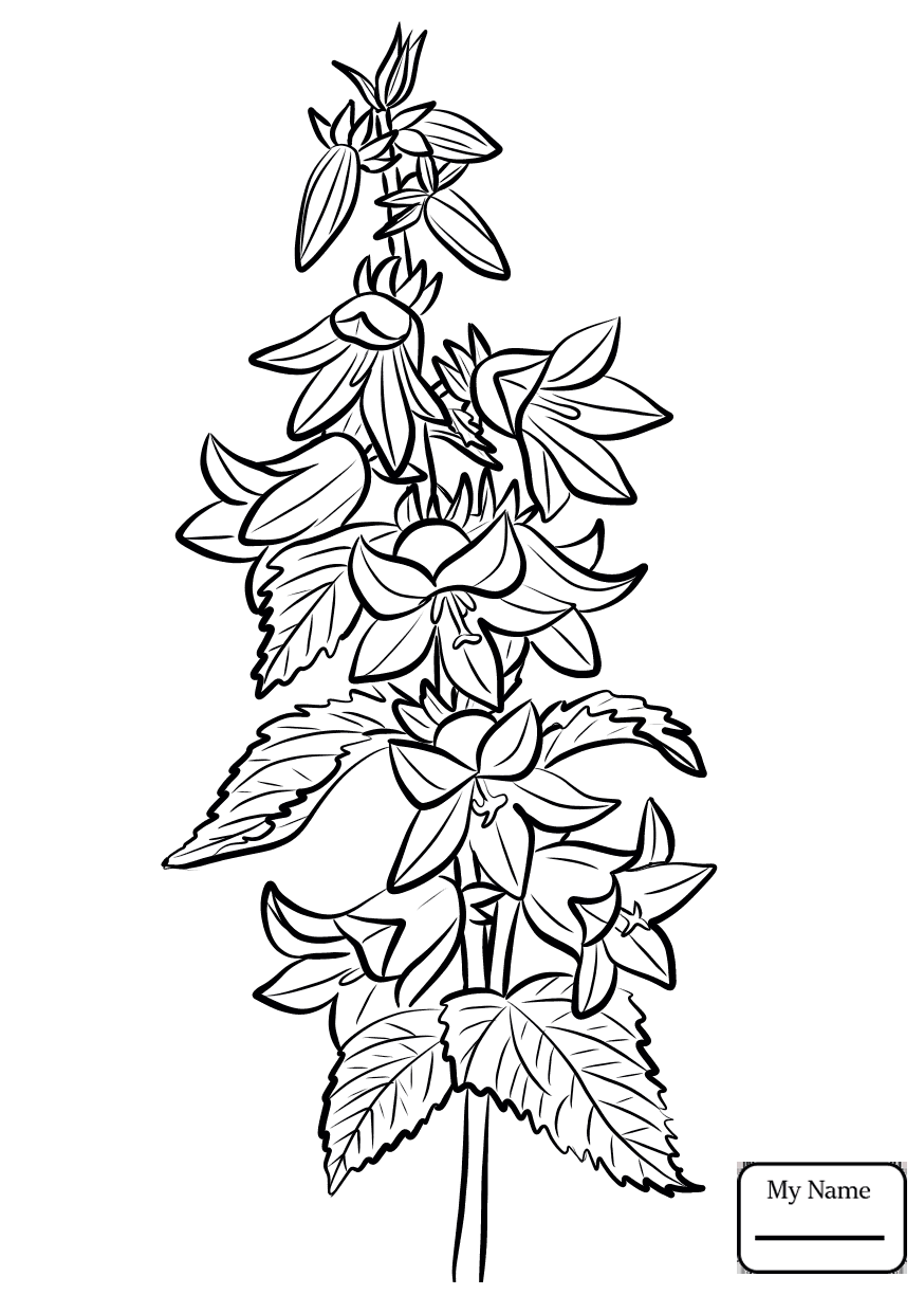 Колокольчик растение раскраска