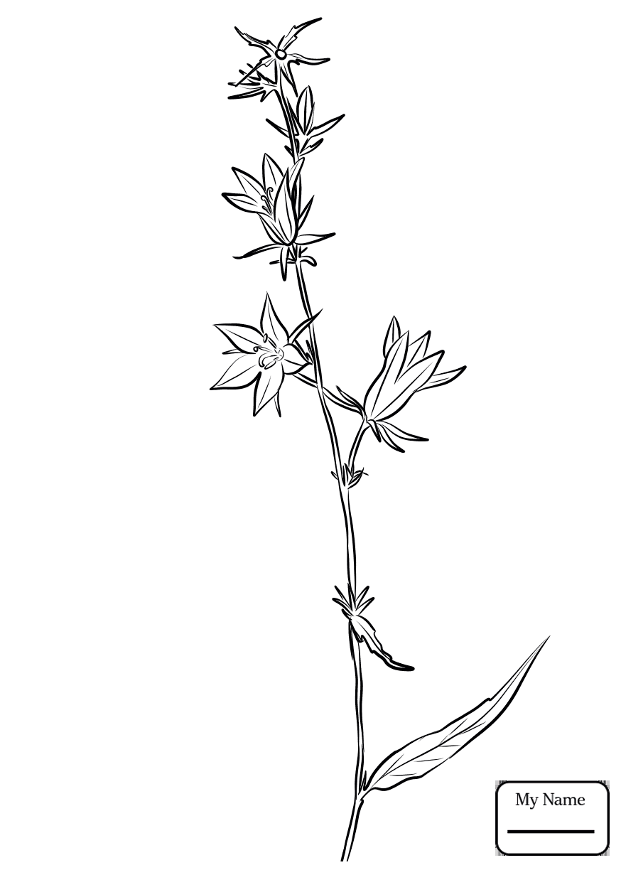 Drawing Flower Chinese Bellflower Flowers Platycodon Getdrawings Sketch Rea...