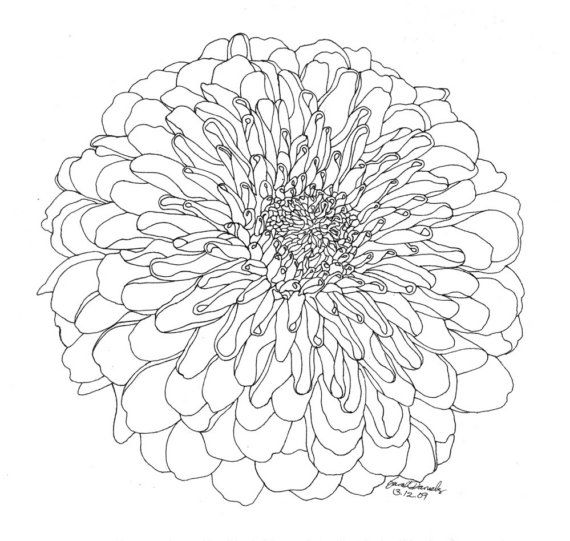 Chrysanthemum Drawing at GetDrawings Free download