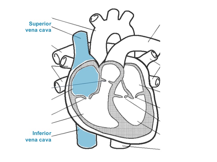 Circulatory System Drawing at GetDrawings | Free download