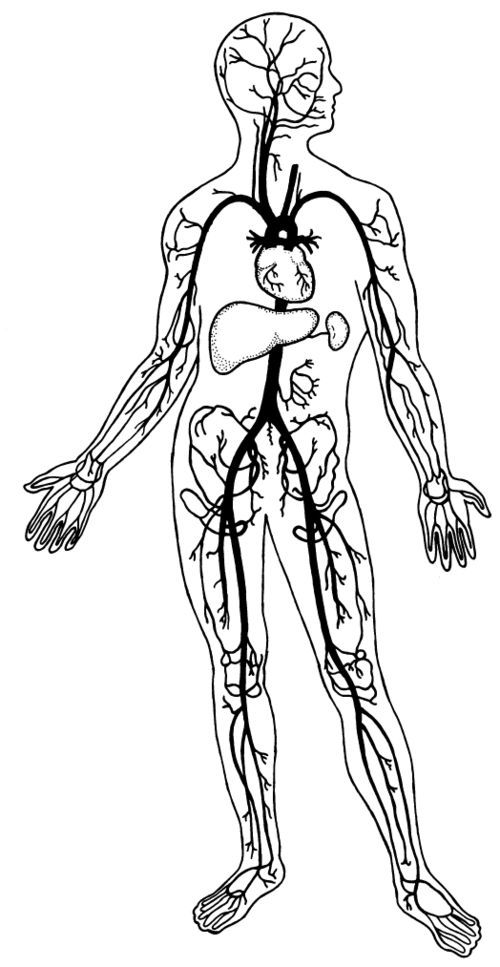 Circulatory System Drawing at GetDrawings | Free download