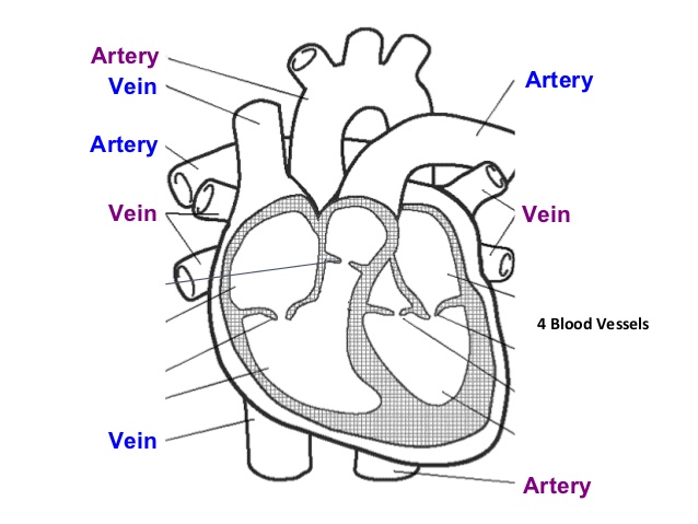 circulatory drawing