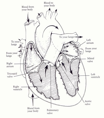 circulatory system easy drawing