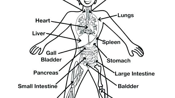 circulatory system easy drawing