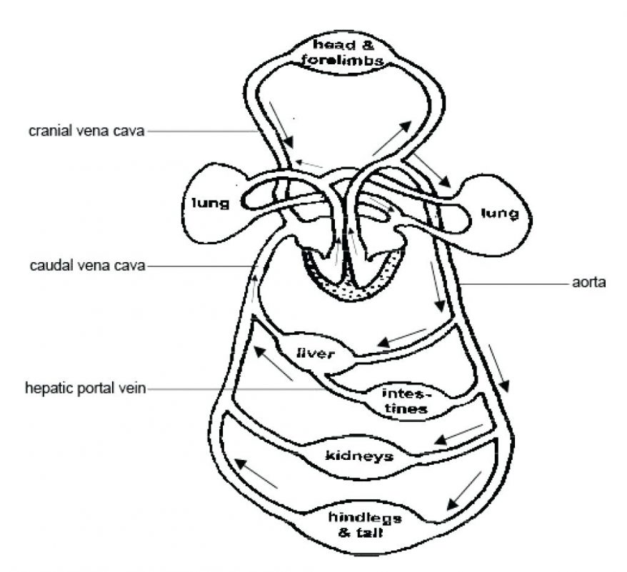 Circulatory System Drawing at GetDrawings | Free download