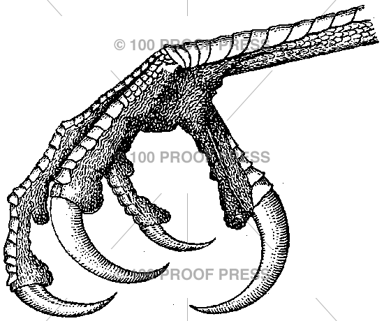 Claw Drawing At Getdrawings Free Download
