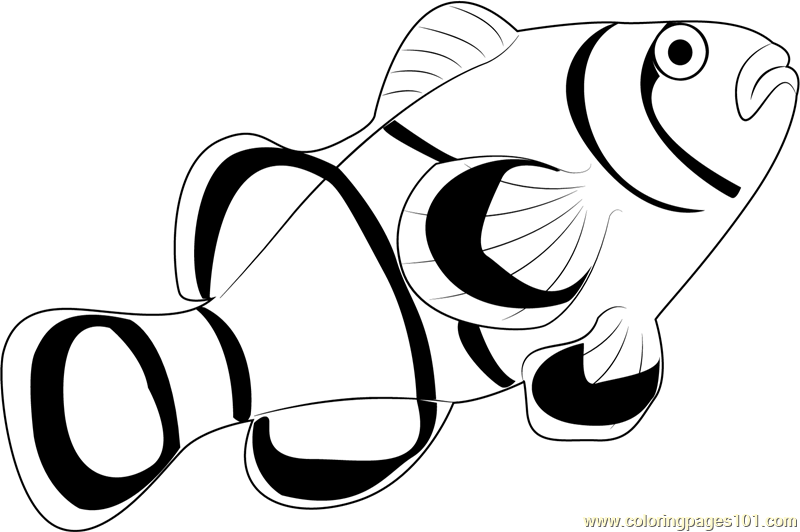Clownfish Drawing at GetDrawings | Free download