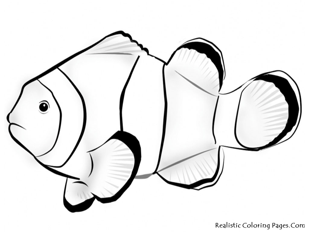 Clownfish Drawing At GetDrawings Free Download