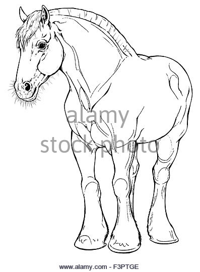 Clydesdale Horse Drawing At Getdrawings 