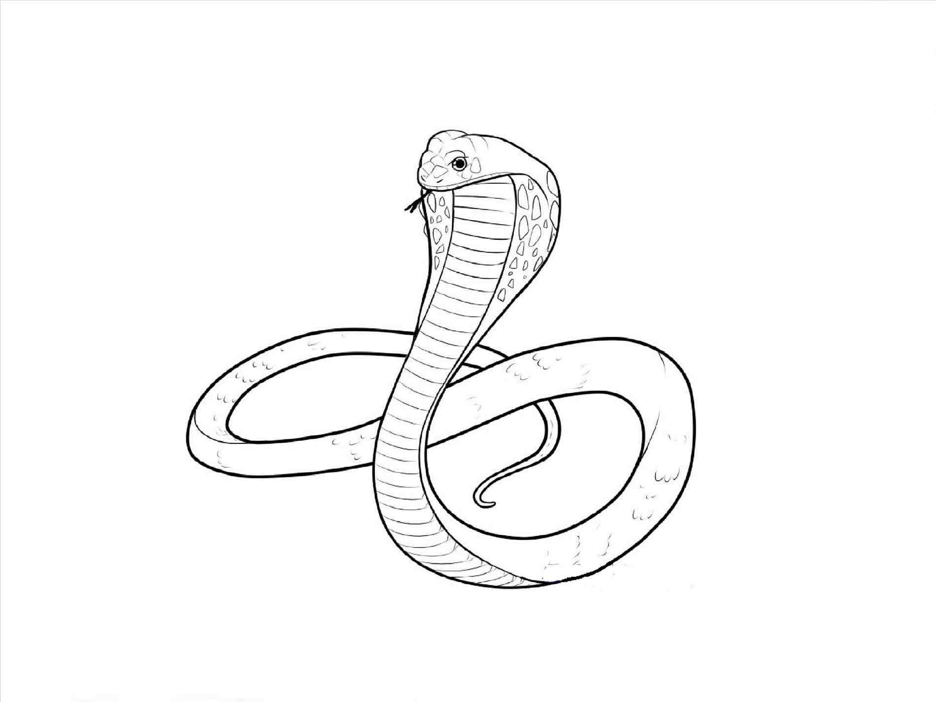 Cobra Snake Drawing at GetDrawings Free download