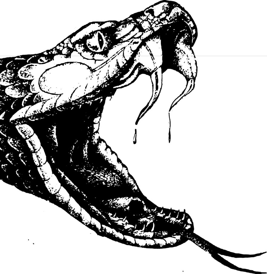 Cobra Snake Head Drawing at GetDrawings | Free download