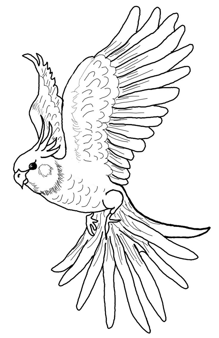 Cockatiel Drawing at GetDrawings | Free download