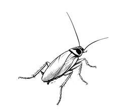 Cockroach Drawing At GetDrawings | Free Download