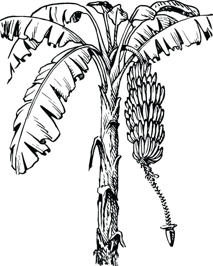 Coconut Tree Pictures Drawing At GetDrawings Free Download