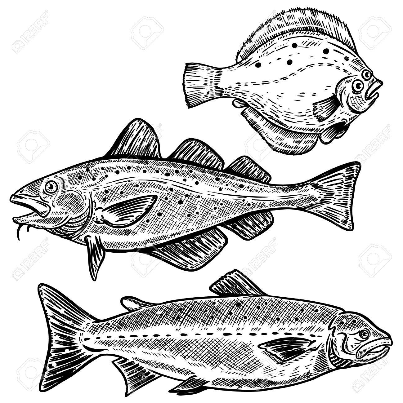 Cod Fish Drawing at GetDrawings Free download