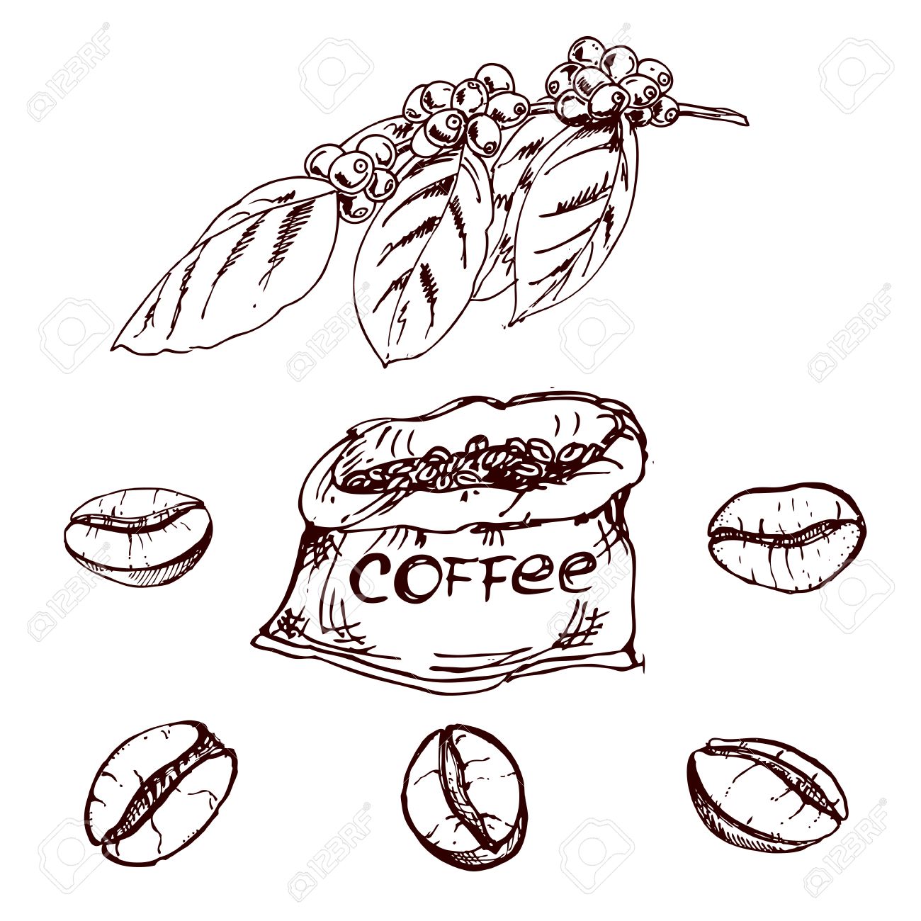 Coffee Bean Drawing at GetDrawings Free download