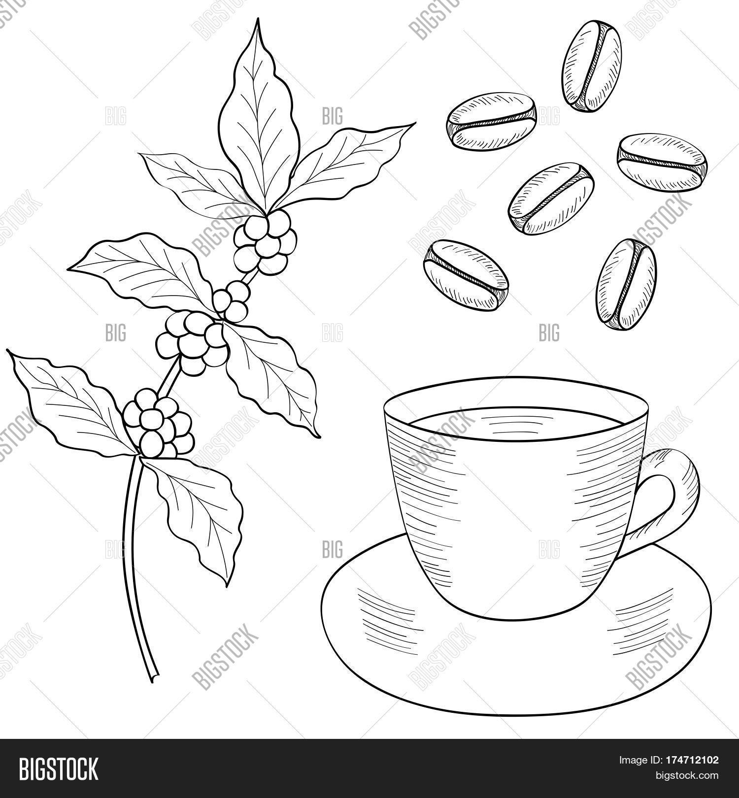 Coffee Plant Drawing at GetDrawings | Free download